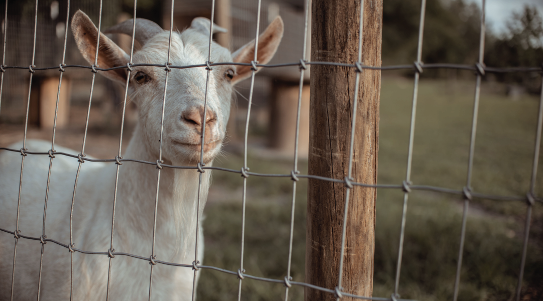 How To Keep Goats In A Fence how-to-keep-goats-in-a-fence